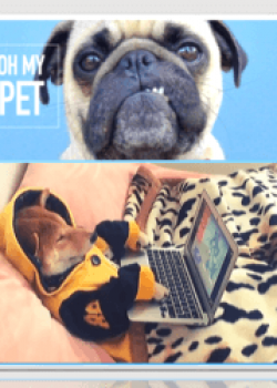 ohmypetsite-png-1 ohmypetsite-png-1
